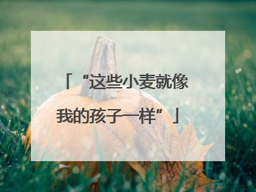“这些小麦就像我的孩子一样”