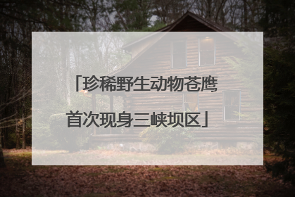 珍稀野生动物苍鹰首次现身三峡坝区