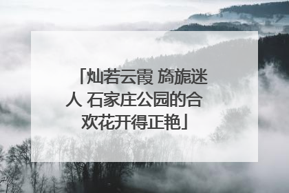 灿若云霞 旖旎迷人 石家庄公园的合欢花开得正艳