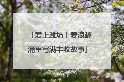 爱上潍坊丨麦浪翻涌里写满丰收故事