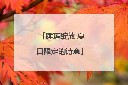 睡莲绽放 夏日限定的诗意
