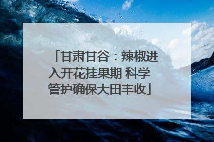 甘肃甘谷：辣椒进入开花挂果期 科学管护确保大田丰收