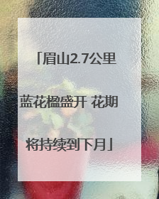 眉山2.7公里蓝花楹盛开 花期将持续到下月