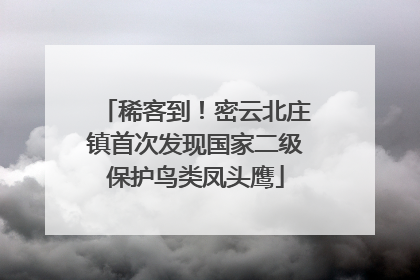 稀客到！密云北庄镇首次发现国家二级保护鸟类凤头鹰