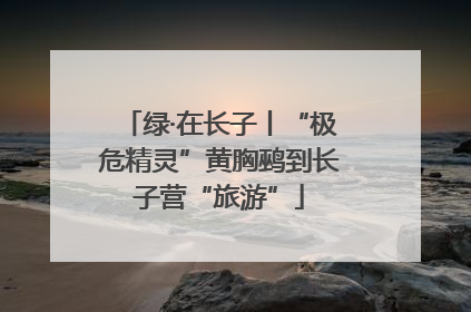 绿·在长子丨“极危精灵”黄胸鹀到长子营“旅游”