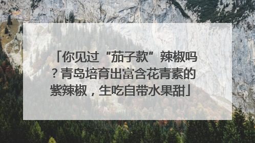 你见过“茄子款”辣椒吗？青岛培育出富含花青素的紫辣椒，生吃自带水果甜