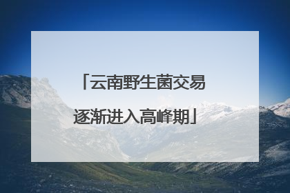 云南野生菌交易逐渐进入高峰期