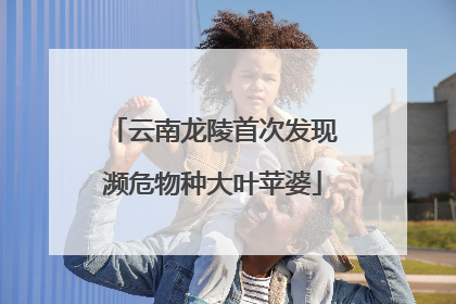 云南龙陵首次发现濒危物种大叶苹婆