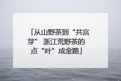 从山野茶到“共富芽” 浙江荒野茶的点“叶”成金路
