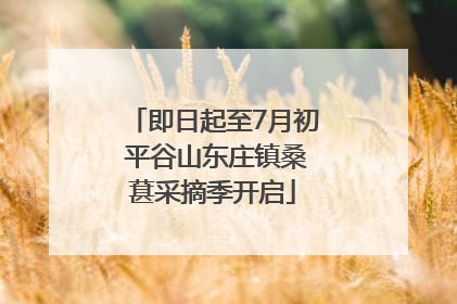 即日起至7月初 平谷山东庄镇桑葚采摘季开启