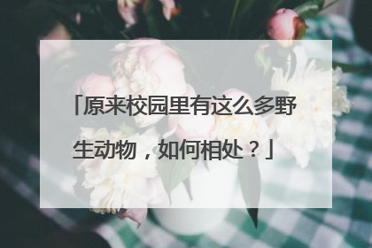原来校园里有这么多野生动物，如何相处？