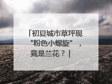 初夏城市草坪现“粉色小螺旋”，竟是兰花？ | 小叶子沪花记