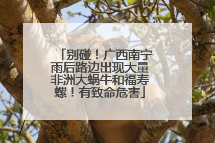 别碰！广西南宁雨后路边出现大量非洲大蜗牛和福寿螺！有致命危害