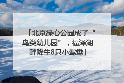 北京绿心公园成了“鸟类幼儿园”，福泽湖畔降生8只小鸳鸯