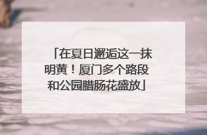 在夏日邂逅这一抹明黄！厦门多个路段和公园腊肠花盛放