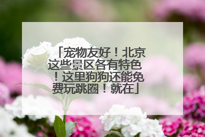宠物友好！北京这些景区各有特色！这里狗狗还能免费玩跳圈！就在