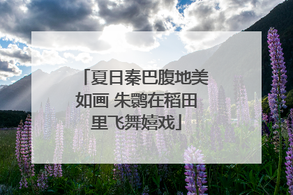 夏日秦巴腹地美如画 朱鹮在稻田里飞舞嬉戏