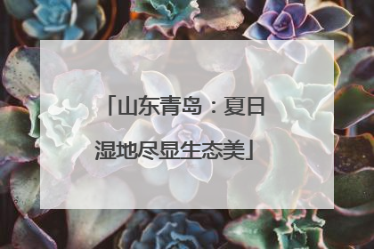 山东青岛：夏日湿地尽显生态美