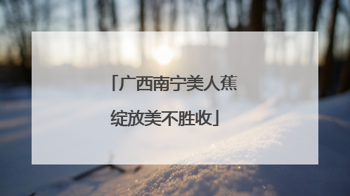 广西南宁美人蕉绽放美不胜收