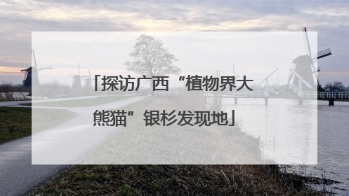 探访广西“植物界大熊猫”银杉发现地