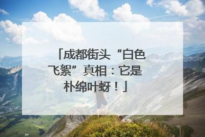 成都街头“白色飞絮”真相：它是朴绵叶蚜！