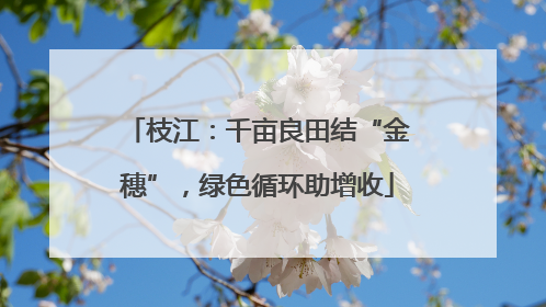 枝江：千亩良田结“金穗”，绿色循环助增收