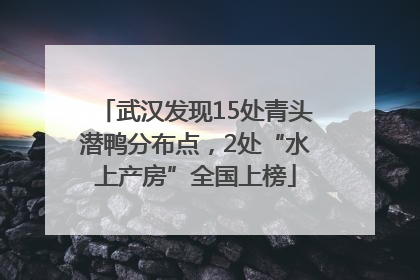武汉发现15处青头潜鸭分布点，2处“水上产房”全国上榜