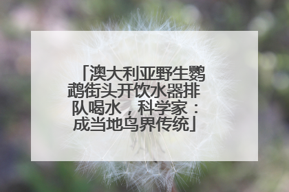澳大利亚野生鹦鹉街头开饮水器排队喝水，科学家：成当地鸟界传统