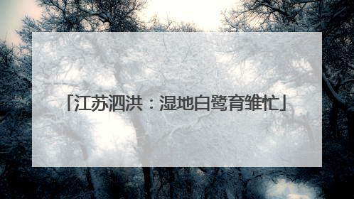 江苏泗洪：湿地白鹭育雏忙
