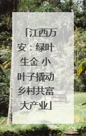 江西万安：绿叶生金 小叶子撬动乡村共富大产业