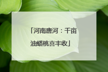 河南唐河：千亩油蟠桃喜丰收