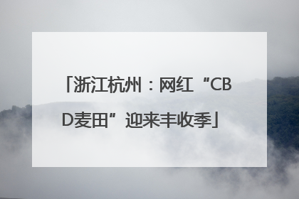 浙江杭州：网红“CBD麦田”迎来丰收季