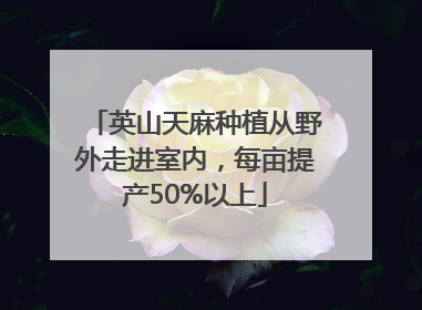 英山天麻种植从野外走进室内，每亩提产50%以上