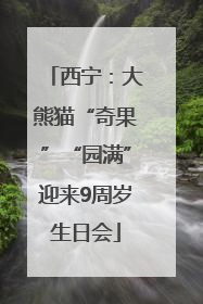 西宁：大熊猫“奇果”“园满”迎来9周岁生日会