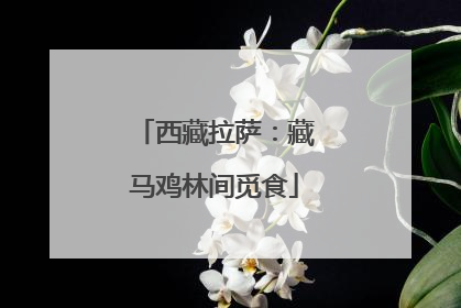 西藏拉萨：藏马鸡林间觅食