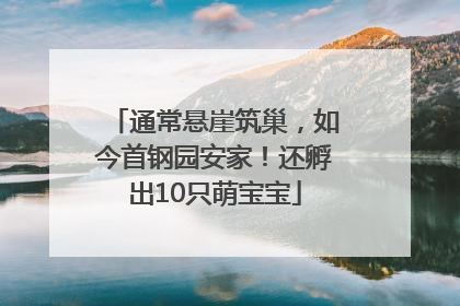 通常悬崖筑巢，如今首钢园安家！还孵出10只萌宝宝