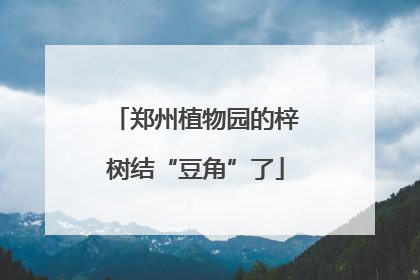 郑州植物园的梓树结“豆角”了