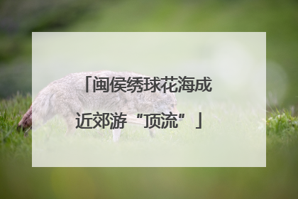 闽侯绣球花海成近郊游“顶流”