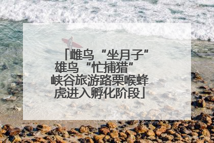 雌鸟“坐月子”雄鸟“忙捕猎” 峡谷旅游路栗喉蜂虎进入孵化阶段
