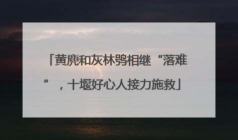 黄麂和灰林鸮相继“落难”，十堰好心人接力施救