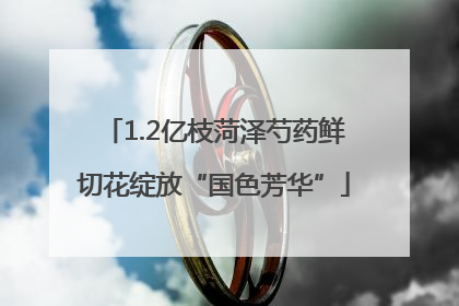 1.2亿枝菏泽芍药鲜切花绽放“国色芳华”