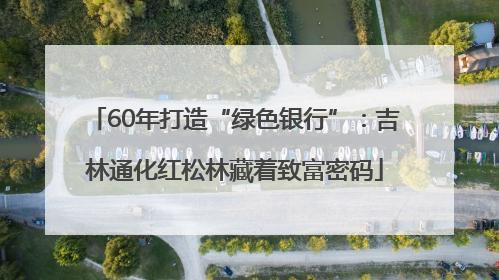 60年打造“绿色银行”：吉林通化红松林藏着致富密码